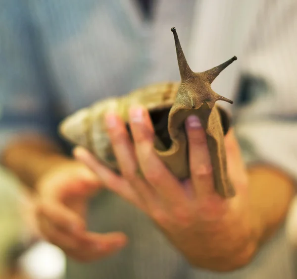 Giant African snail in male hands. Achatina fulica.