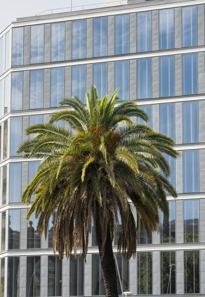 Barcelona (Spain): building and palm tree