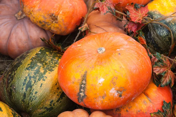 Green and orange pumpkins