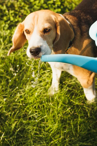 Small dog Beagle drinks water