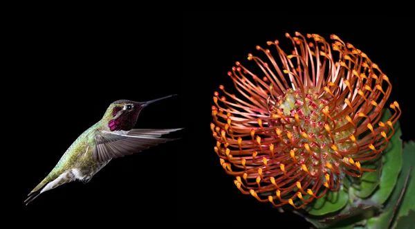 Hummingbird over black background with tropical flowers