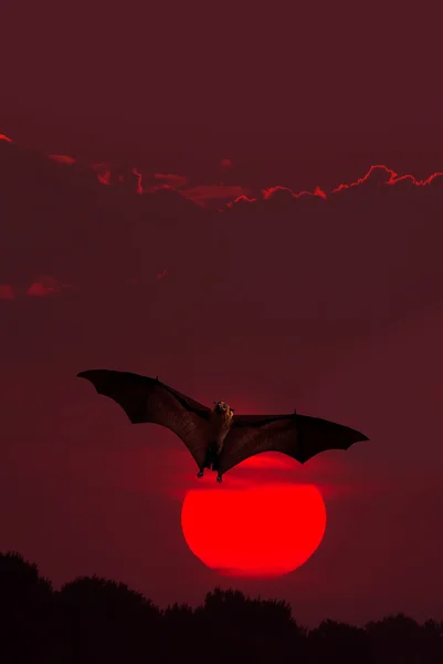 Halloween background with flying bat