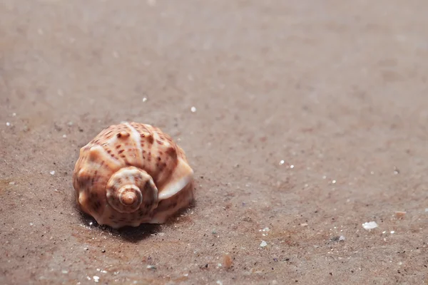 Beautiful seashell on wet sand shore