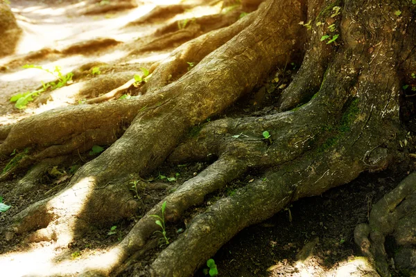 Big tree roots in a green forest