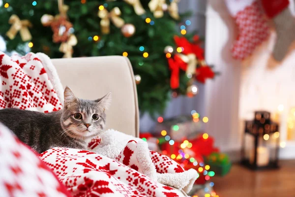 Cat lying on sofa in living room decorated for Christmas