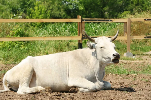 Cow on the farm