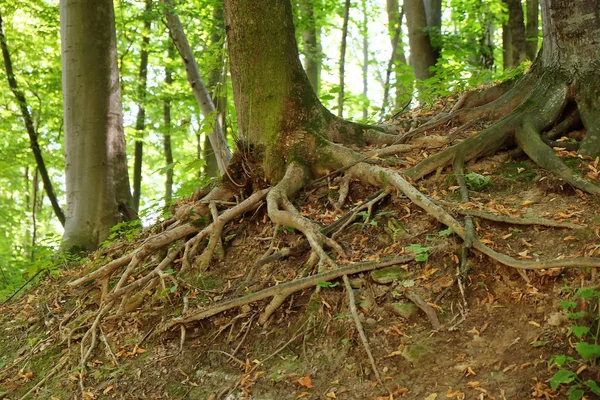 Tree roots in forest