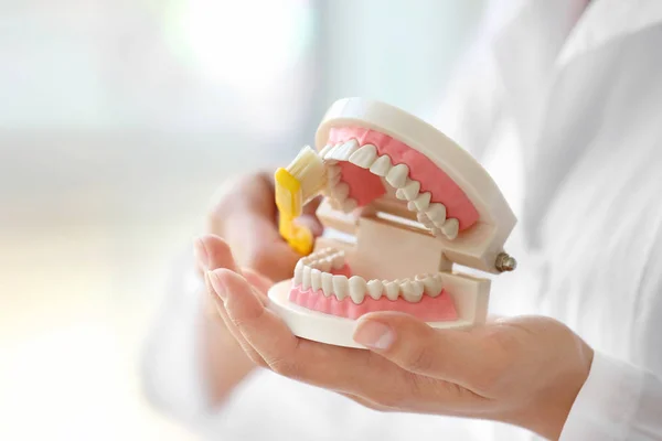 Dentist cleaning dental jaw model