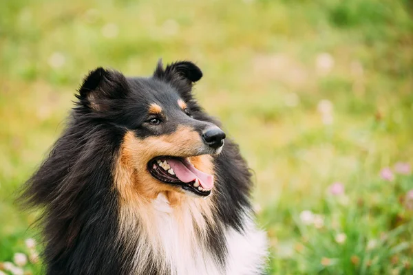 Portrait Of Tricolor Rough  Scottish Collie, Long-Haired Collie
