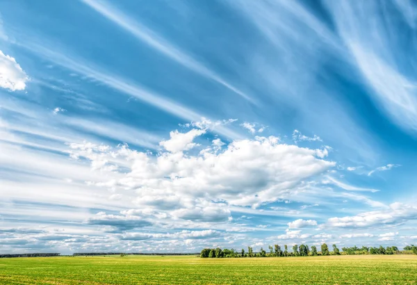 Green Wheat Field In Spring Season. Agricultural Rural Landscape