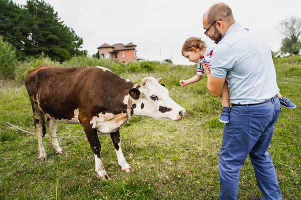 Happy child with his father at the hands of feed, touch a cow in the meadow.