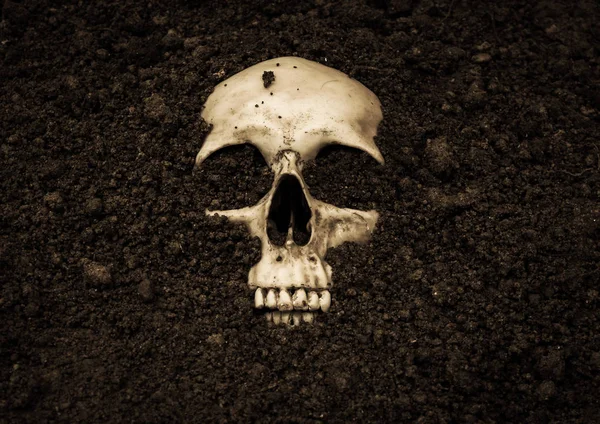 Human skull in soil,Horror background for Halloween concept and book cover ideas