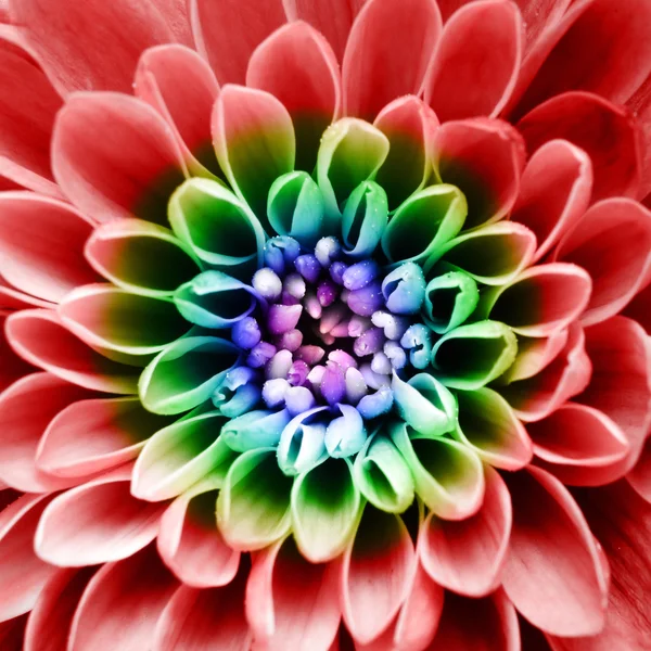 Macro of psychedelic flower background