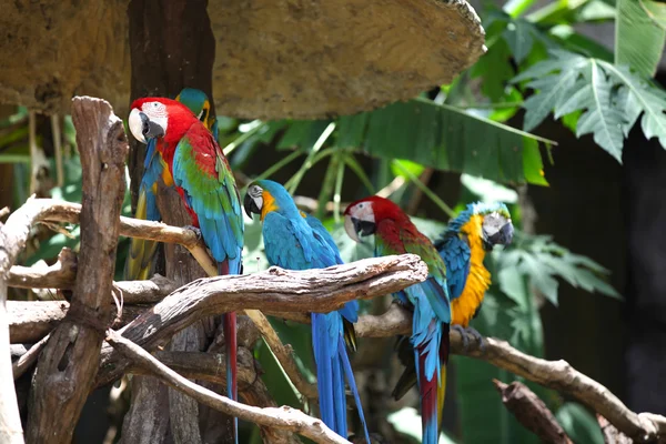 Bright multi-colored parrots sit on a branch