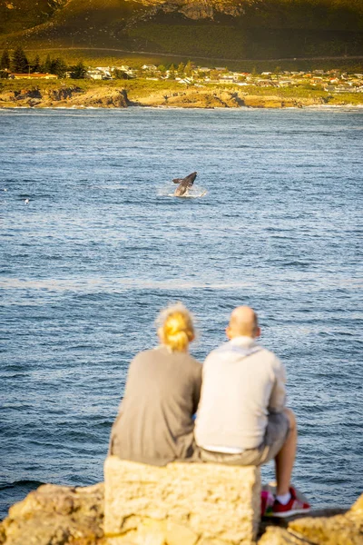 Couple In Hermanus At Sunset Whale Watching