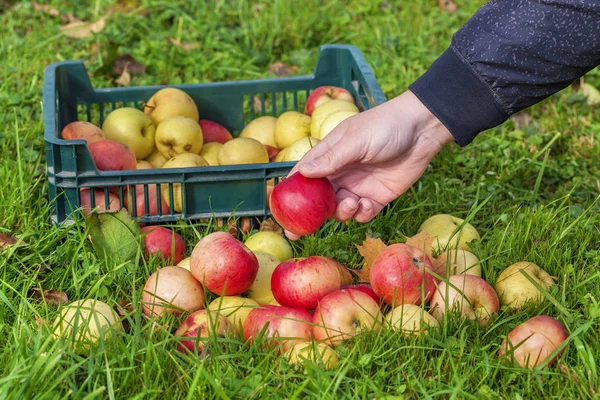 Man collect apples in grass