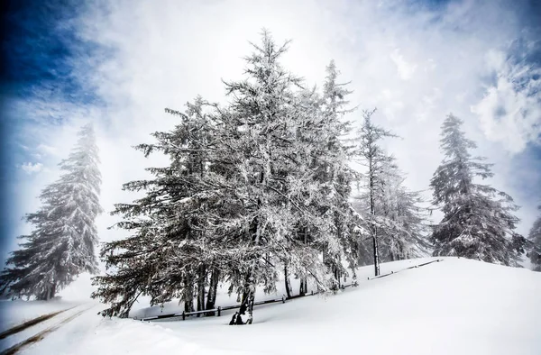 Christmas background of snowy winter landscape with snow or hoarfrost covered fir trees - winter magic holiday