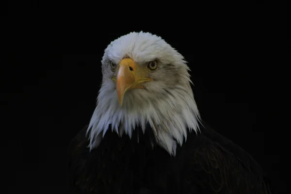 White-headed eagle heraldic bird of the United States of America