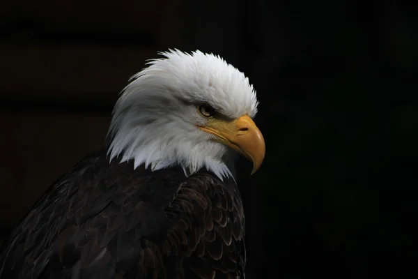 White-headed eagle heraldic bird of the United States of America