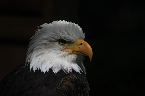 White-headed eagle heraldic bird of the United States of America