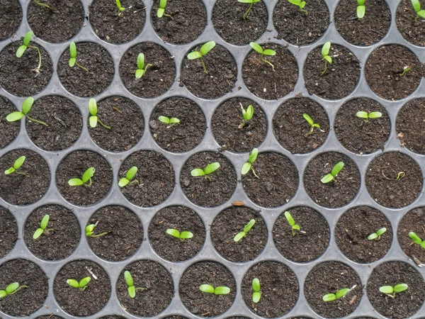 Sprout seeds of marigolds are grown.