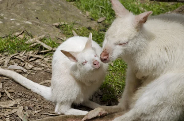 Albino kangaroo and joey