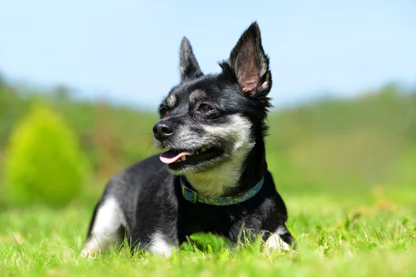 Small breed dog Chihuahua