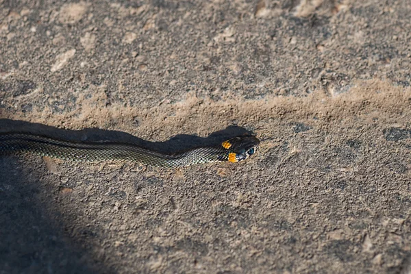 Snake Natrix crawling on pavement sticks out his tongue, leaving
