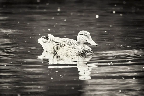 Mallard duck in the water, black and white