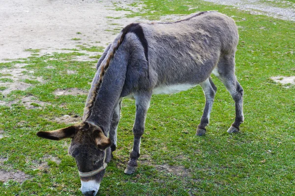 Donkey - plain, unassuming and very stubborn animals.