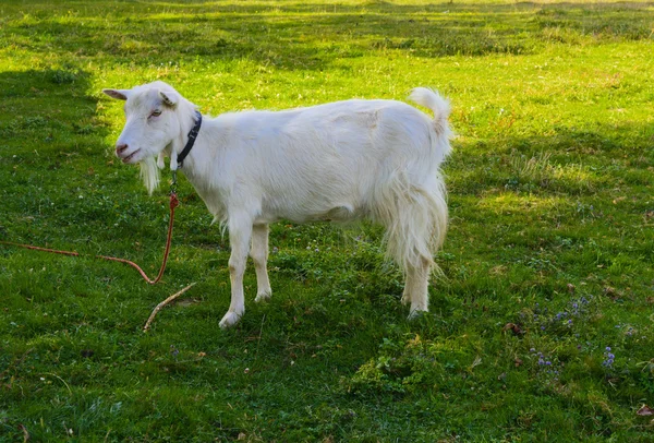 Goat is the oldest pet. Suppliers of valuable raw materials - fl