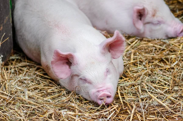 Pigs swine sleeping resting on the straw in a farm stall