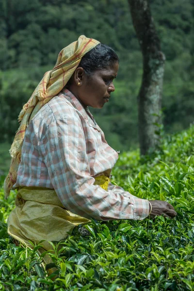 Side portrait of women picking tea leaves.