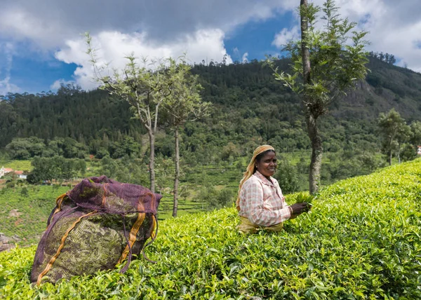 Smiling woman picking tea leaves.