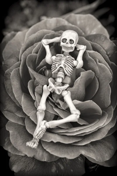 Skeleton Laying on Rose