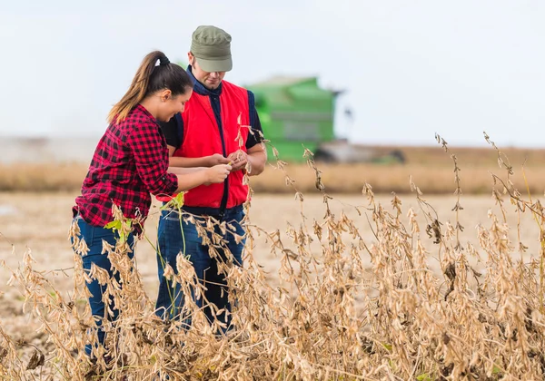 Farmers in soybean fields before harvest