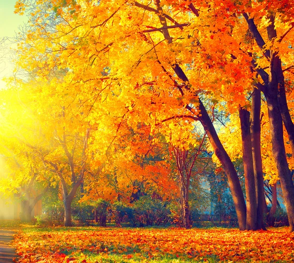 Fall nature scene.