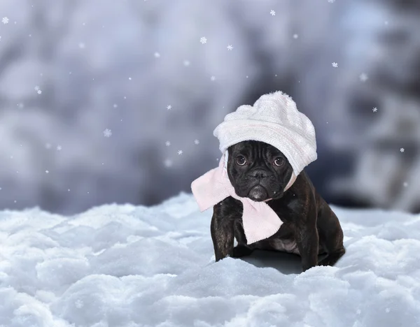 Funny dog wearing a hat and scarf sitting on the snow under the falling snowflakes