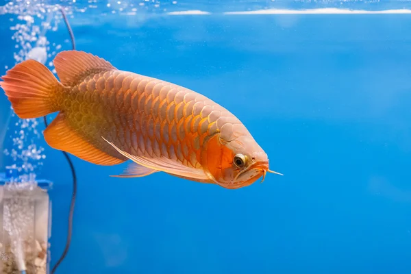 Asian arowana red fish,dragon fish