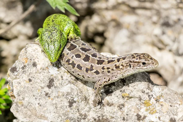 Green lizard (Lacerta viridis) is a species of lizard of the genus Green lizards. Lizard on the stone