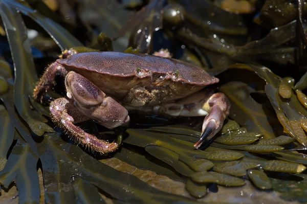 Brown Crab (Cancer Pagarus)