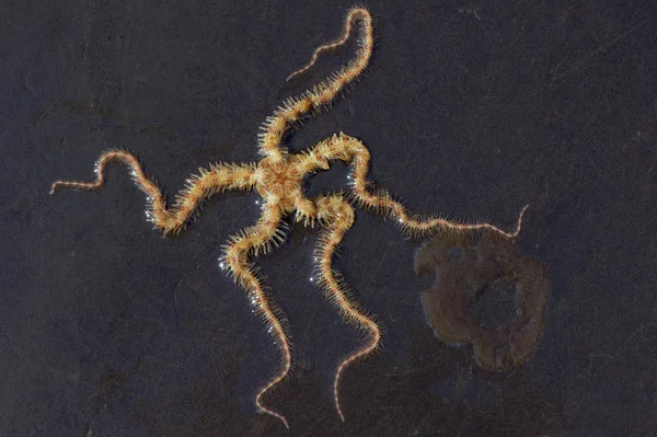 Brittle Star (Ophiuroidea)