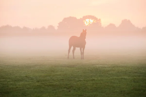 Silhouette of horse in foggy field