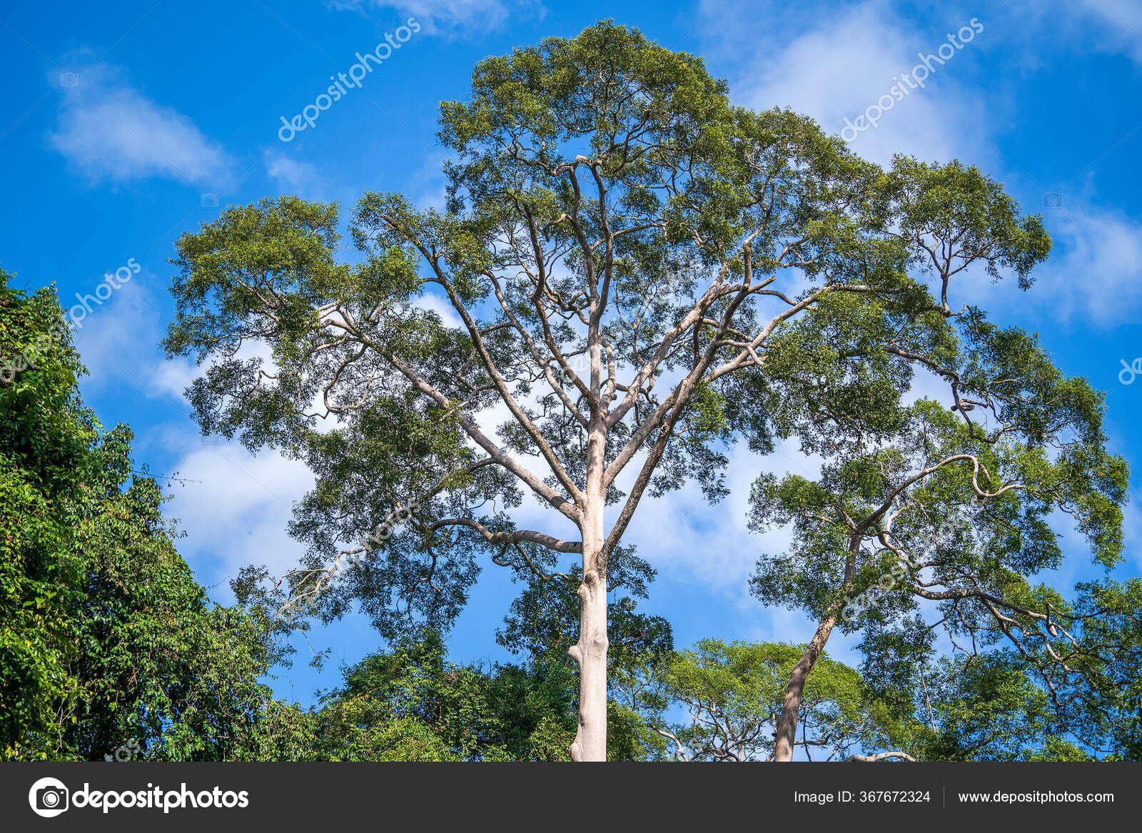 Thailand big Dipterocarpus alatus Tree