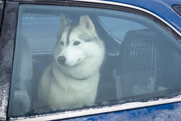 Husky dog inside car