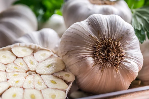 Garlic. Bunch of fresh garlic with celery herbs