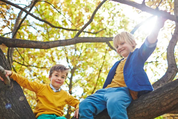Little boys sitting on tree branch