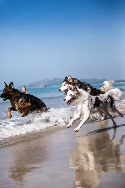 The dog run on the beach at the seaside