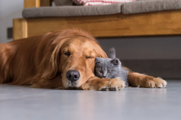 Golden retrievers and shorthair kitten