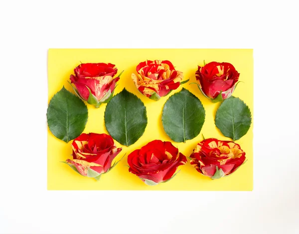 Flowers and leaves of roses laid on a sheet of paper